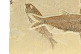 Four Detailed Fossil Fish (Knightia) - Wyoming #240375-2